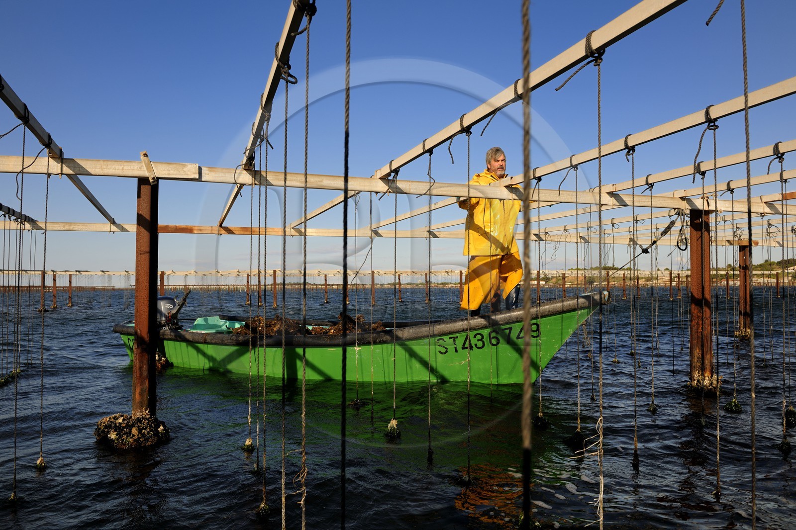 France, Herault, Bouzigues, Bassin de Thau, breeding in suspension on ropes in the oyster park