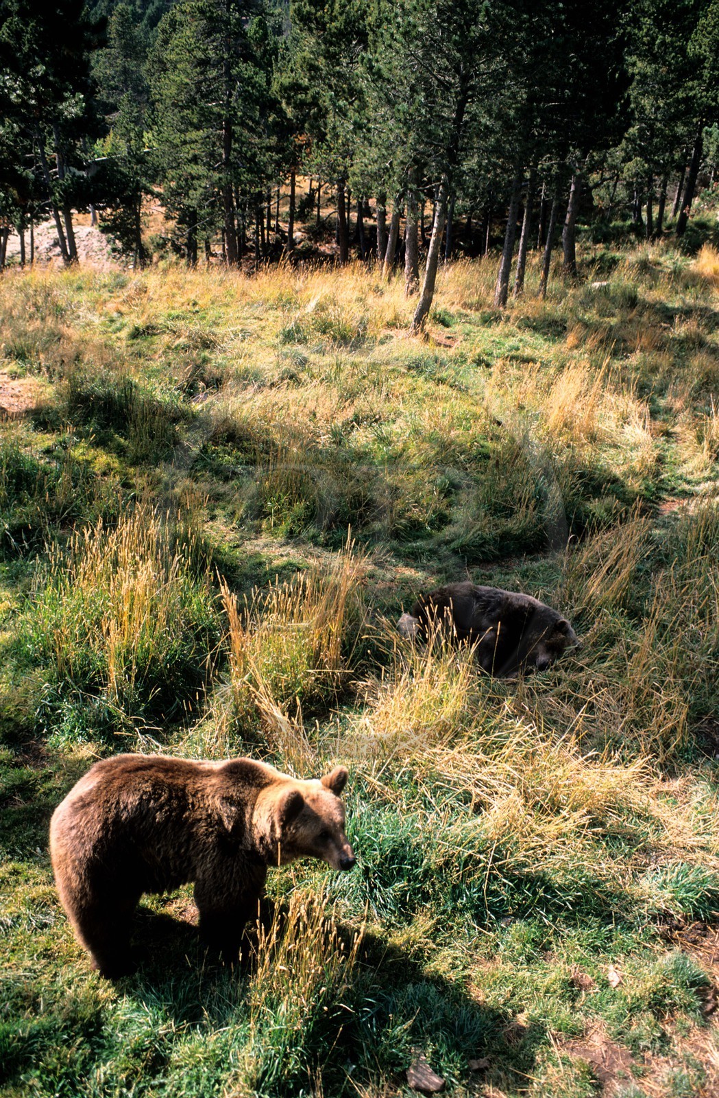 France, Pyrenees Orientales, brown bear of the Pyrenees to the animalist park of les Angles in the Capcir