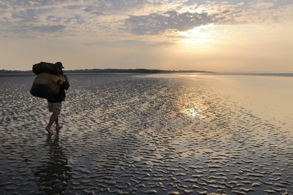 France, Manche (50), Baie du Mont-Saint-Michel, le pêcheur de grêve Guy Jugan allant relever ses filets de crevettes grises