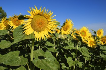 France, Bas-Rhin (67), Route des vins d'Alsace, Traenheim, champ de tournesols