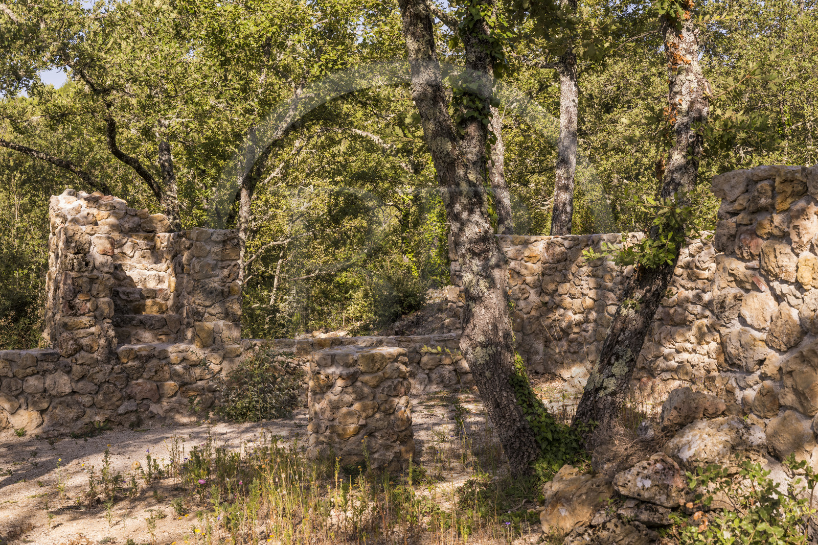 France, Var (83), Provence Verte, Bras, Académie du Bain de Forêt Provençale, forêt du domaine Le Peyrourier - une campagne en Provence