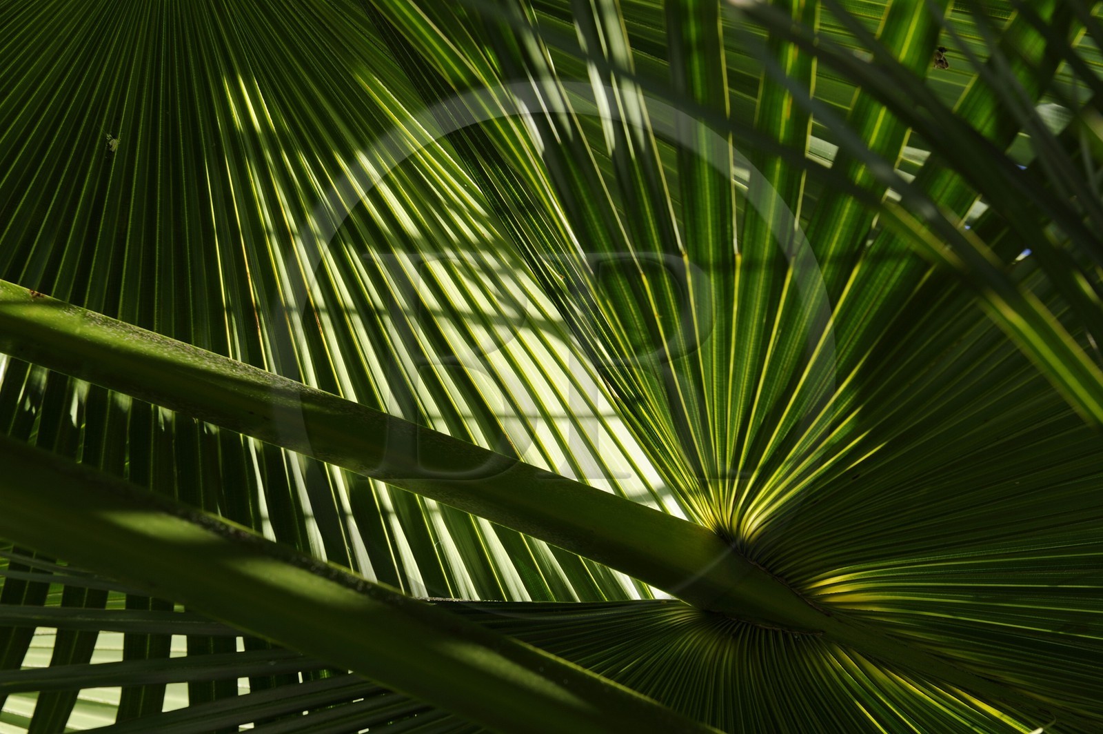 France, Ile de la Reunion, Petite Ile, jardin tropical, palme de palmier