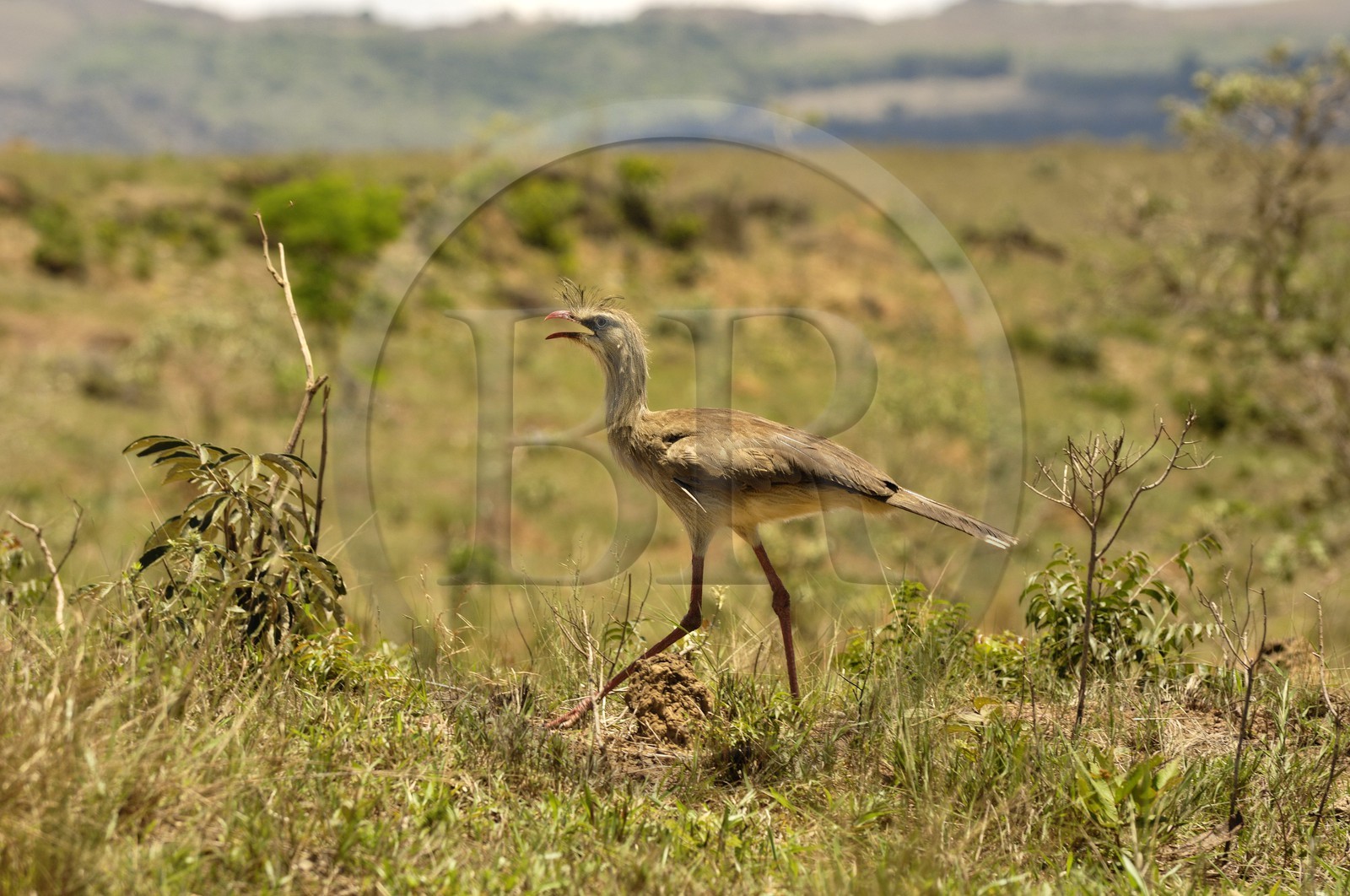 Brazil, Minas Gerais state, Carrancas area (Gold Route, Estrada Real), red-legged seriema or crested cariama (Cariama cristata)