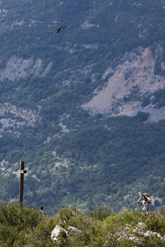 France, Drôme (26), parc naturel régional des Baronnies provençales, Rémuzat, plateau Saint-Laurent, vol d'un vautour fauve (Gyps fulvus) au dessus de la vallée de l'Oule