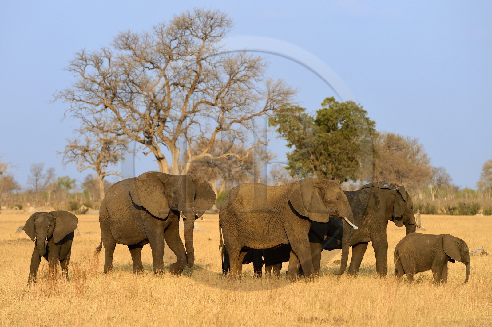 Zimbabwe, province de Matabeleland septentrional, parc national Hwange, éléphants sauvages d'Afrique (Loxodonta africana) dans la savane