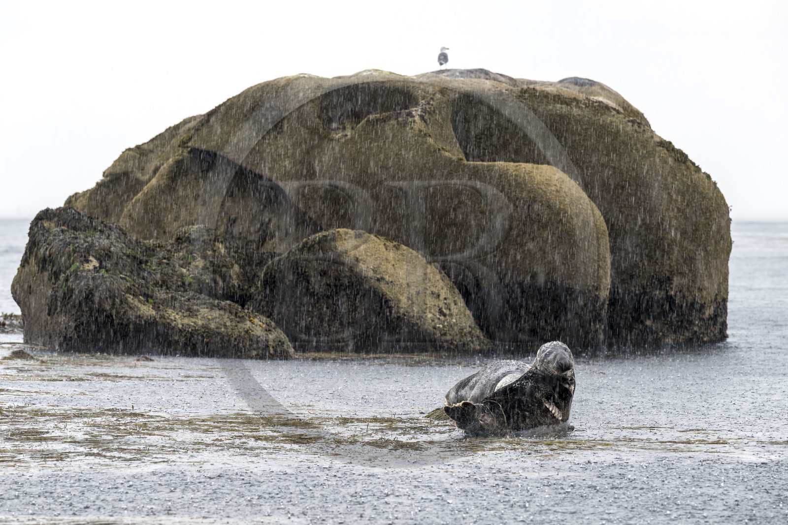 France, Finistère (29), Penmarch, archipel des Étocs, phoque gris (halichoerus grypus)