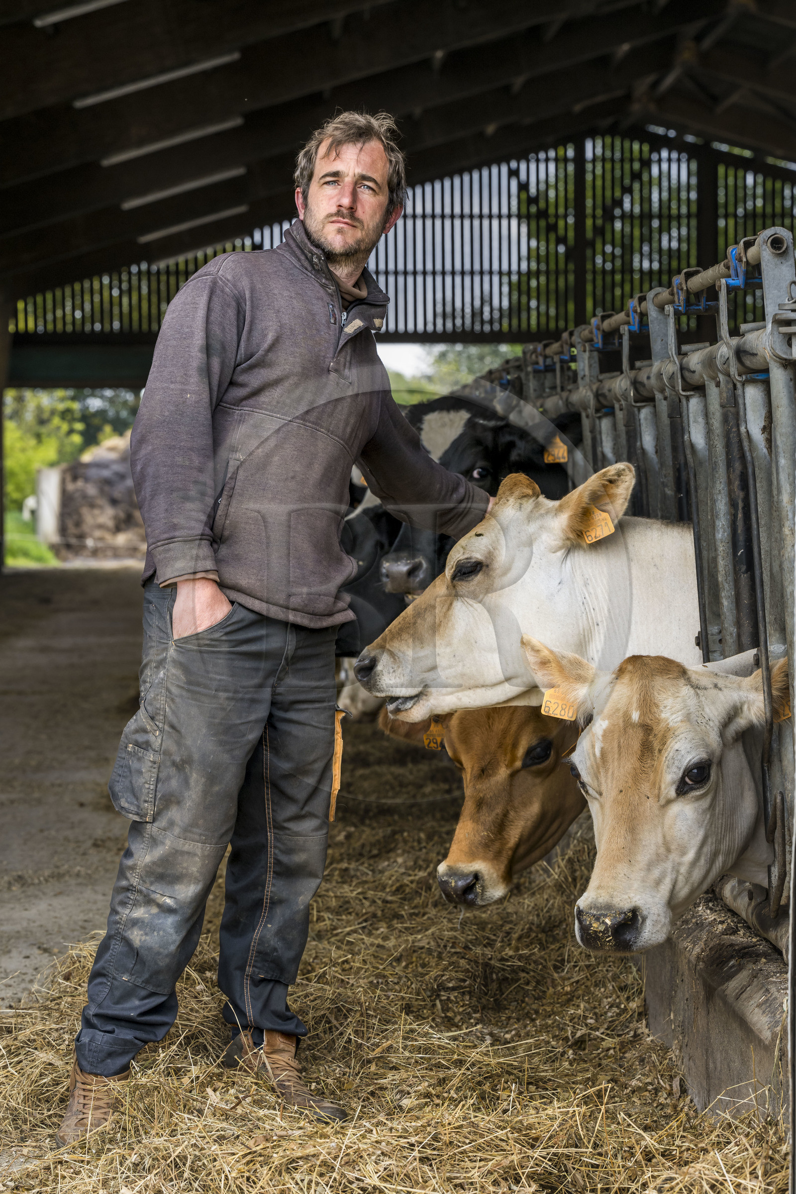 France, Vendée (85), Saint-Mesmin, ferme bio Epicoeur de la Rambaudière, Nicolas Audouin élève avec son épouse Charlotte un troupeau de 70 vaches laitières