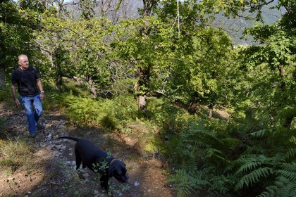 France, Haute Corse, Castagniccia, Valle d’Orezza, Hector Giudicelli chestnut grower in its chestnut grove
