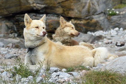 Groenland, cote ouest, Uummannaq, chiens de traineau