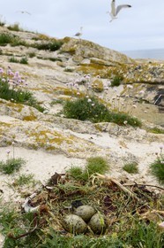 France, Finistere, La Foret Fouesnant, Glenan islands, Cigogne island, eggs in a nest of seagulls