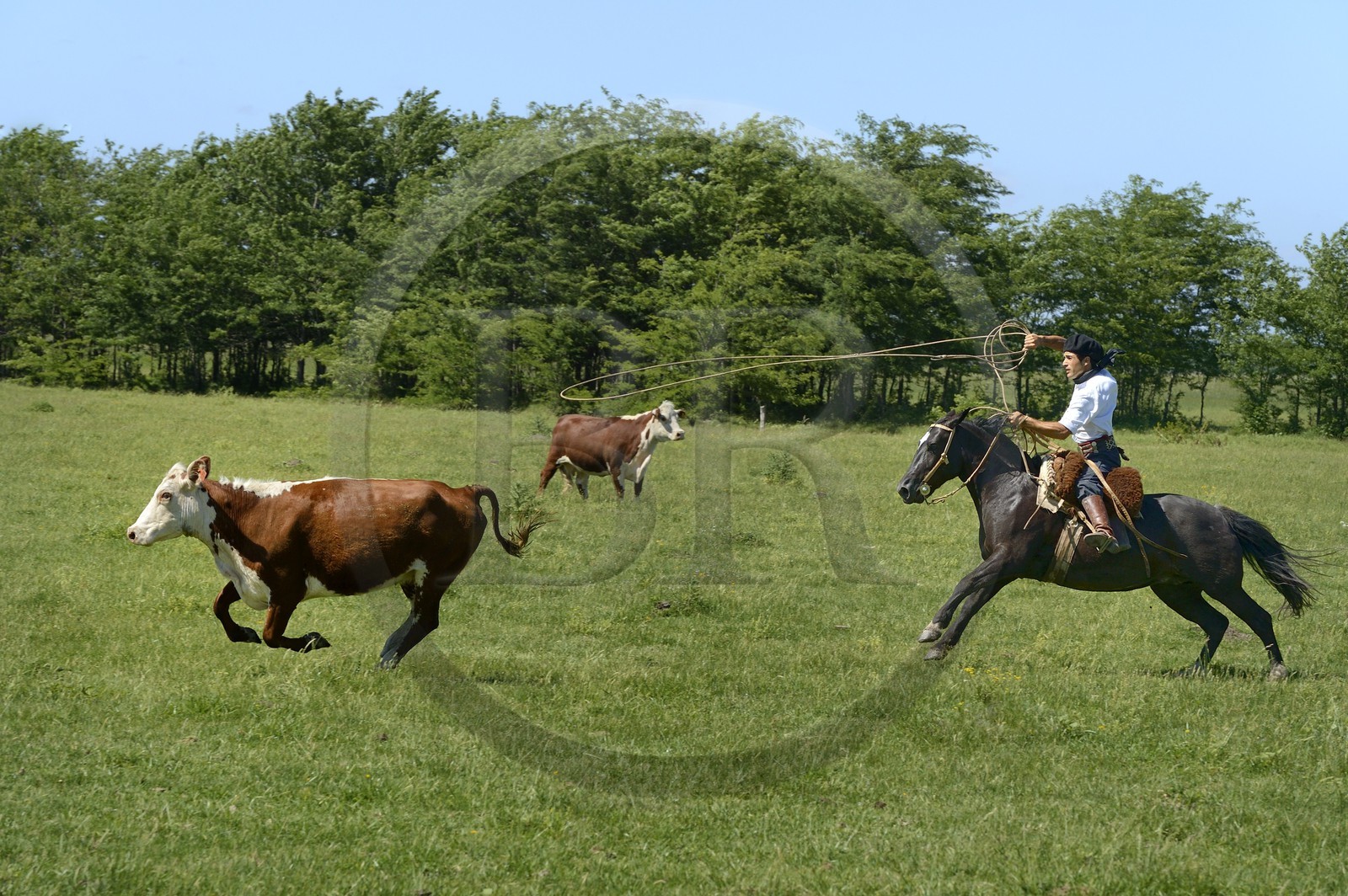 Argentine, province de Buenos Aires, San Antonio de Areco, estancia La Bamba de Areco, gaucho au travail pourchassant une vache au lasso