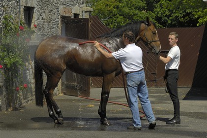 Irlande, Co. Kildare, Maynooth, harras de Moyglare (Stud), lavage du cheval