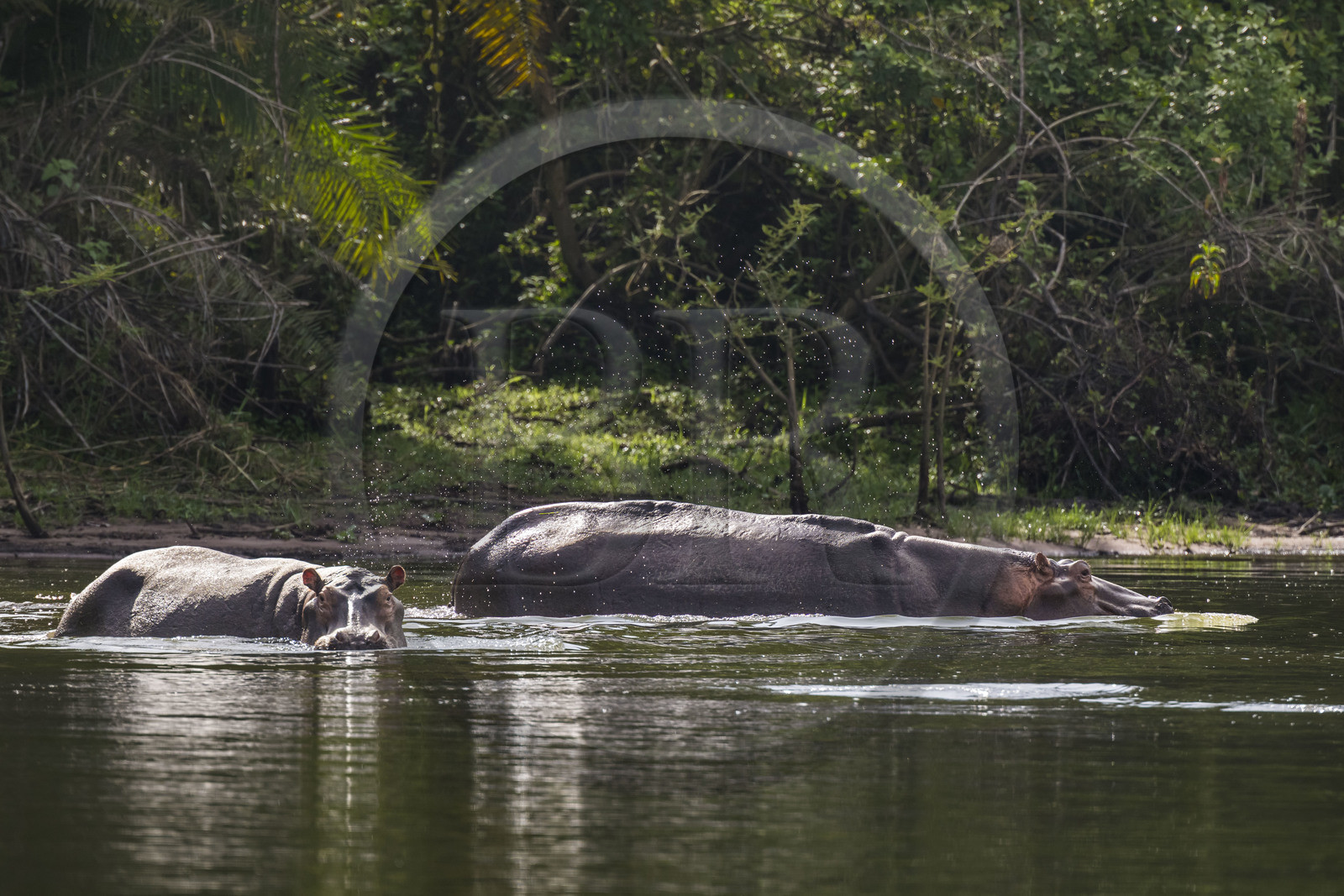 Rwanda, Parc national de l'Akagera, le lac Ihema, Hippopotames (Hippopotamus amphibius)