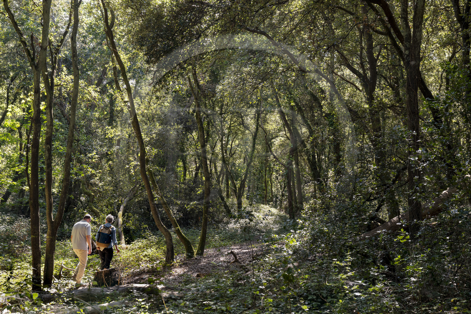 France, Loire Atlantique, Saint-Brévin-Les-Pins, Pierre Attelée forest, discovery in the company of tree heritage manager Frédéric Lepage