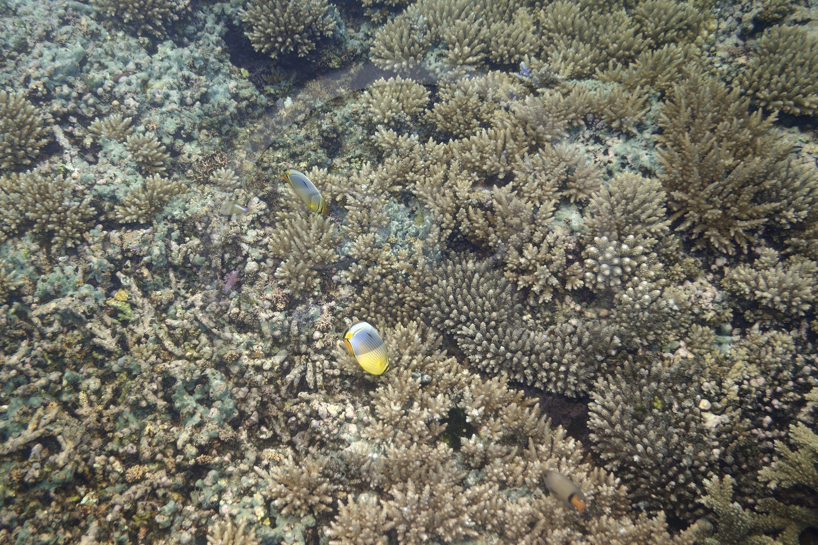 France, Mayotte island (French overseas department), Grande-Terre, coral reef in the lagoon facing Saziley Point on the East coast