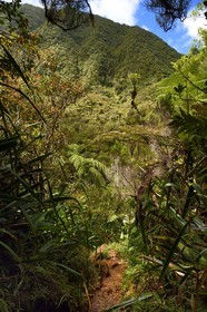 France, Ile de la Reunion, Parc National de la Réunion classé Patrimoine Mondial de l'UNESCO, La Plaine des Palmistes, forêt de Bébour, sentier de randonnée Cassé de Takamaka