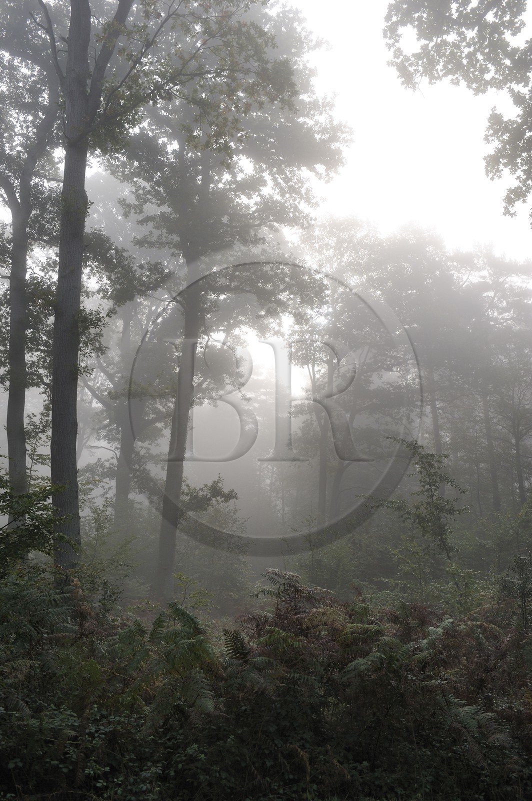 France, Seine-Maritime (76), forêt dans la brume aux alentours de Saint-Martin-de-Boscherville