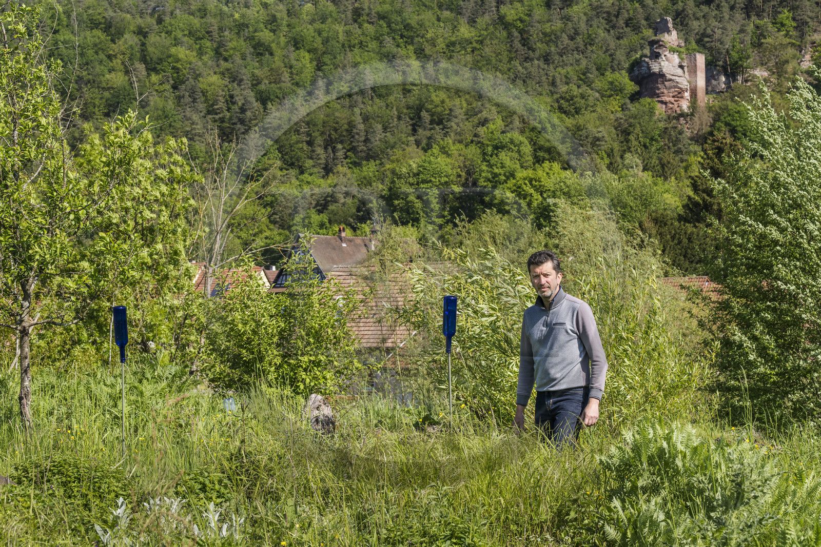 France, Bas-Rhin (67), Parc naturel régional des Vosges du Nord, Obersteinbach, le jardin écologique Hymenoptera créé par Sébastien Heim pour favoriser la présence d’insectes