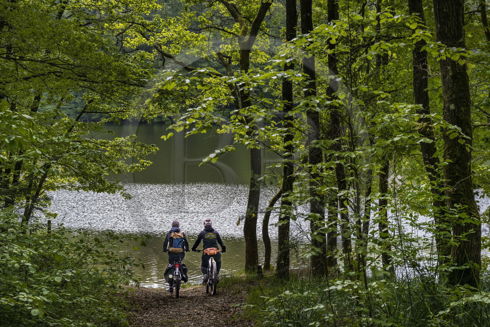 France, Vendée (85), Mervent, cyclistes dans la forêt de Mervent où les eaux des rivières la Mère et la Vendée se rejoignent