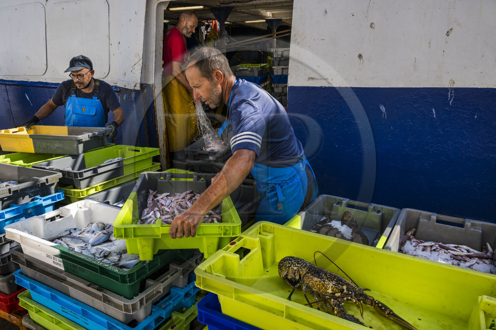 France, Hérault (34), Sète, Port de pêche, retour des chalutiers à quai et déchargement de la pêche
