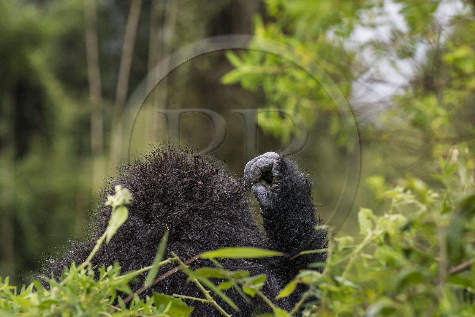 Rwanda, North Province, Volcanoes National Park in the chain of the Virunga Mountains, Mount Karisimbi, mountain gorilla (Gorilla beringei beringei) of the Susa group