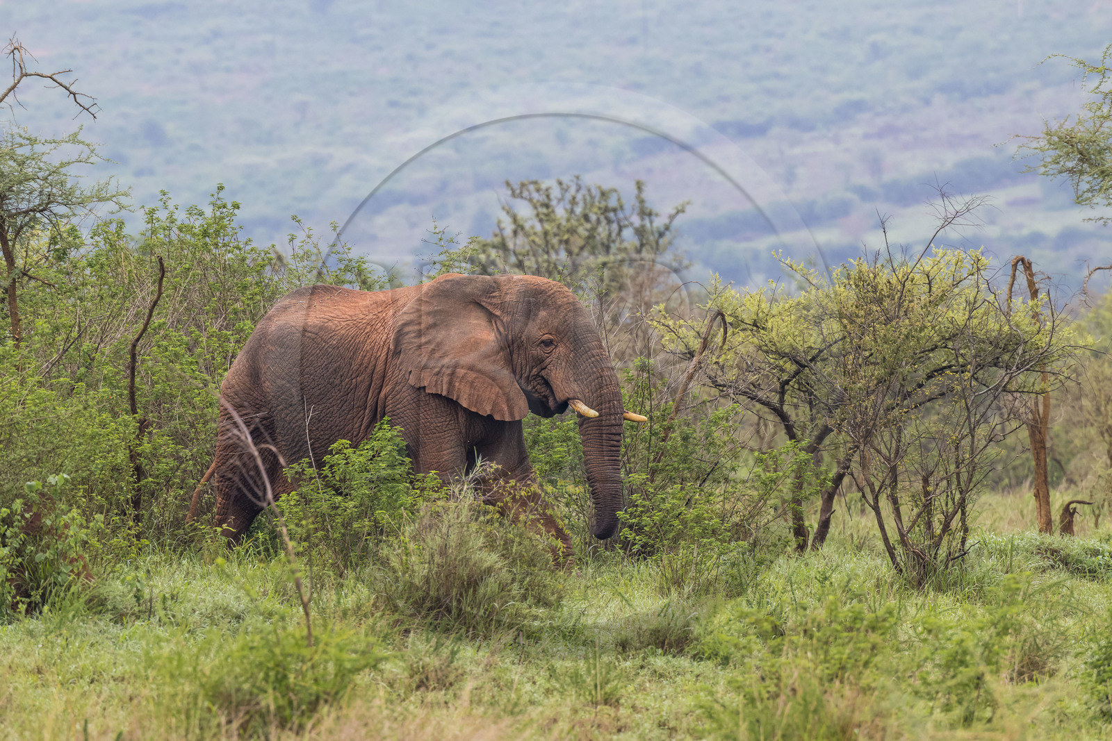Rwanda, Parc national de l'Akagera, Eléphant de savane (Loxodonta africana)