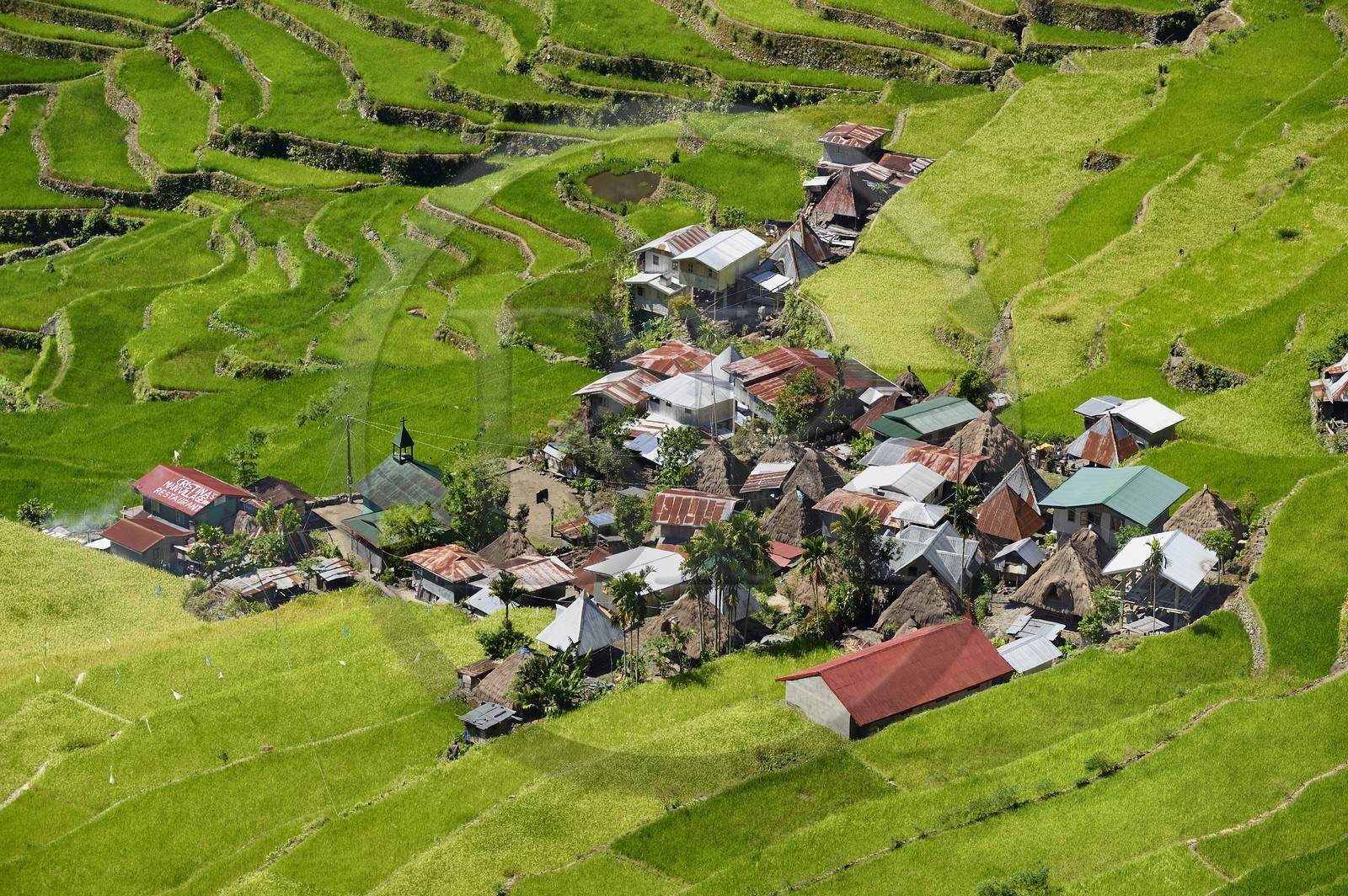 Philippines, province d'Ifugao, les rizières en terrasses de Banaue autour du village de Batad, classées Patrimoine Mondial de l'UNESCO