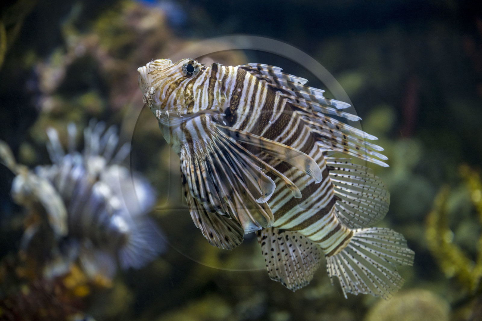 Espagne, Catalogne, Barcelone, Port Vell, l'aquarium, rascasse volante (Pterois miles) aussi appelé Poisson-scorpion
