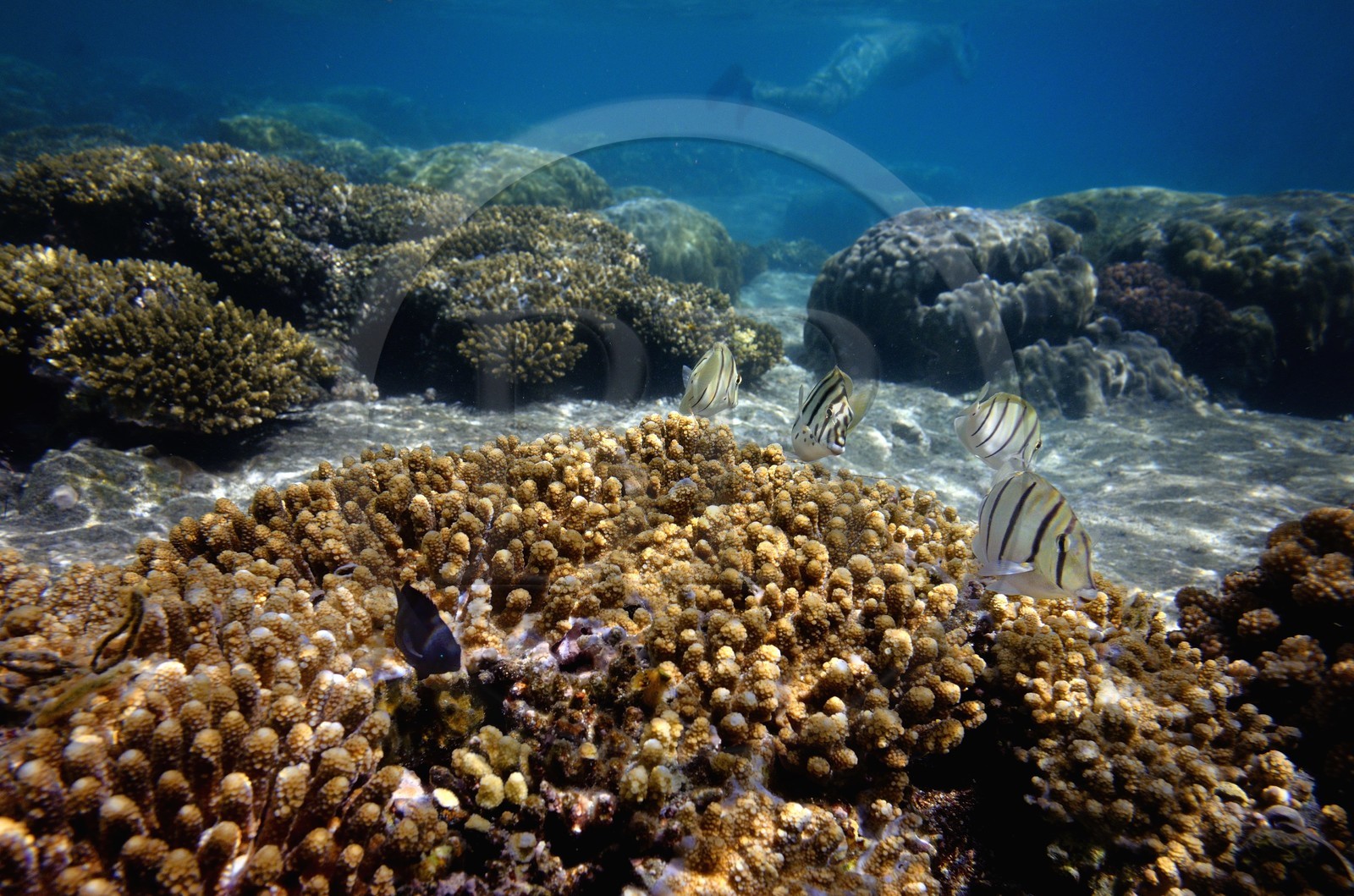 France, Ile de la Reunion, Côte Ouest, Saint-Gilles-Les-Bains (commune de Saint-Paul), le récif corallien du lagon de l'Ermitage (vue sous-marine)