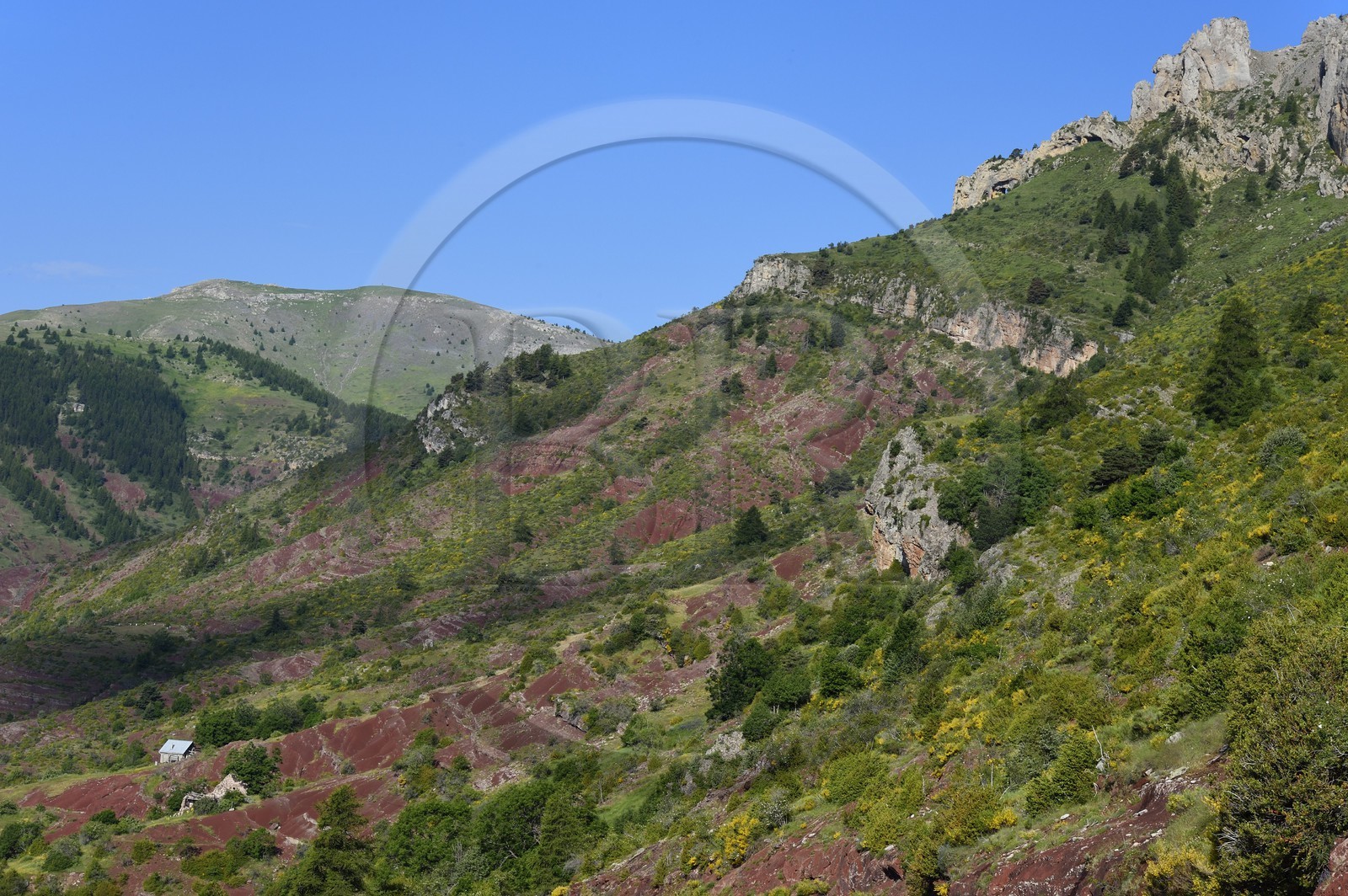 France, Alpes Maritimes, Mercantour Massif, L'Ilion, on the heights of the Gorges of Cians in red lutite soil