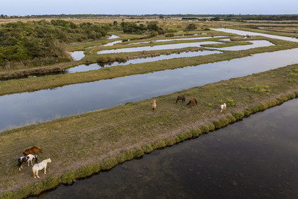 France, Charente-Maritime (17), Ile d'Oléron, Saint-Georges-d'Oléron, les anciens marais salants qui servent aujourd'hui de zone d'affinage des huitres, les claires, et d'élevage de crevettes, chevaux au paturage (vue aérienne)