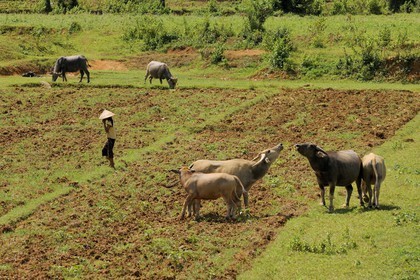 Vietnam, region North-West of Ninh Binh, the Ho Chi Minh highway landscape, buffaloes in fields