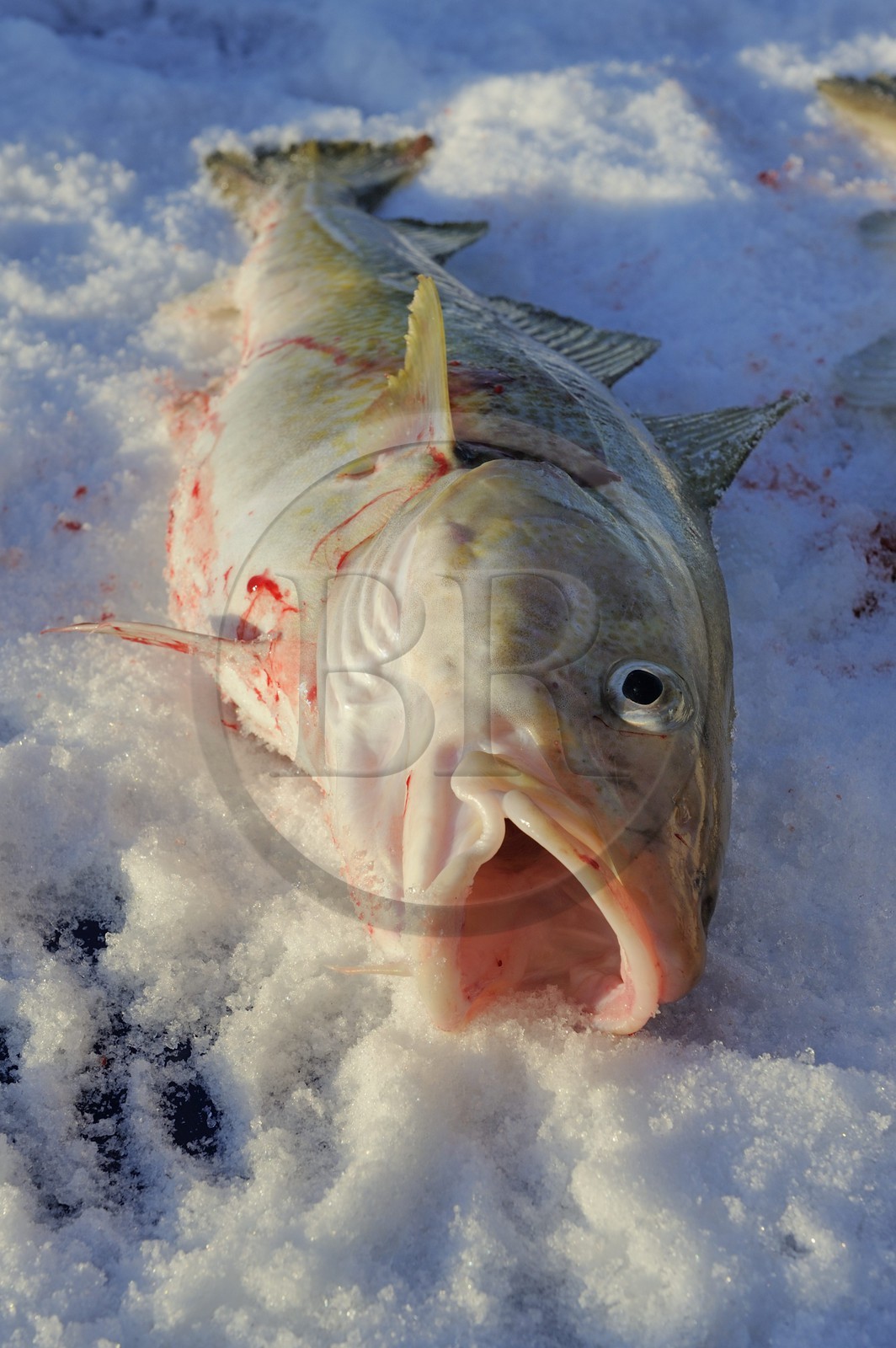 Norway, Nordland County, Vesteralen Islands, Myre area, fishing a skrei cod-fish