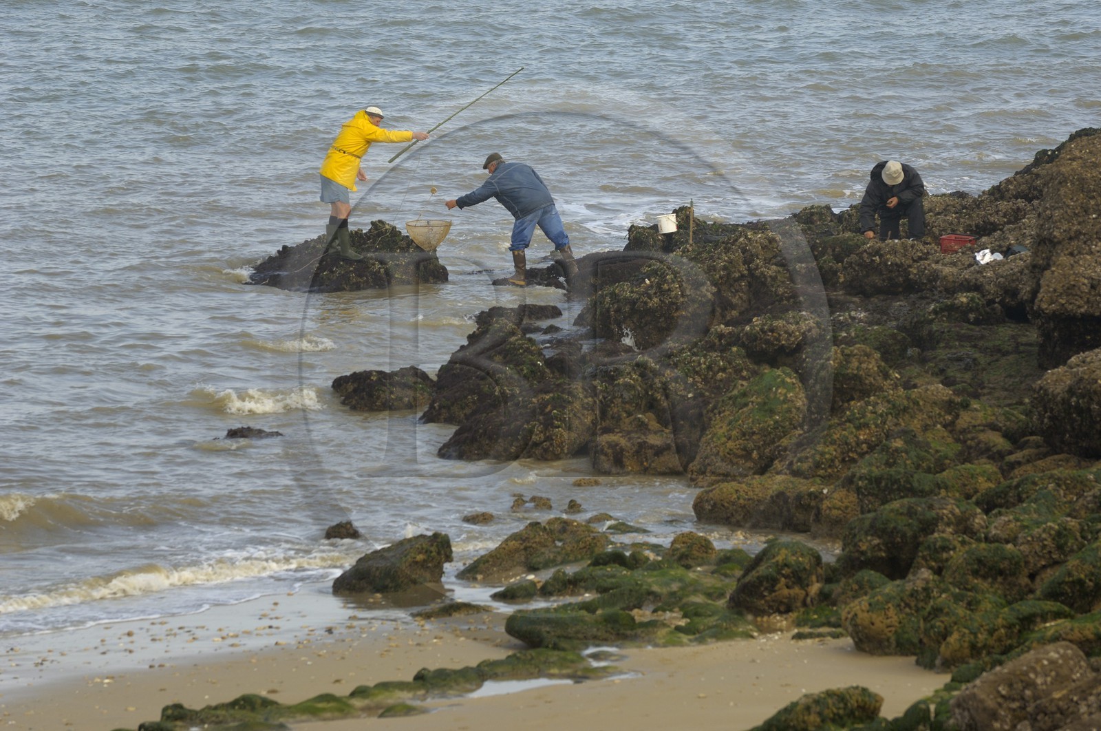 France, Charente-Maritime (17), Ile d'Aix, pointe du Parc, pêche au filet