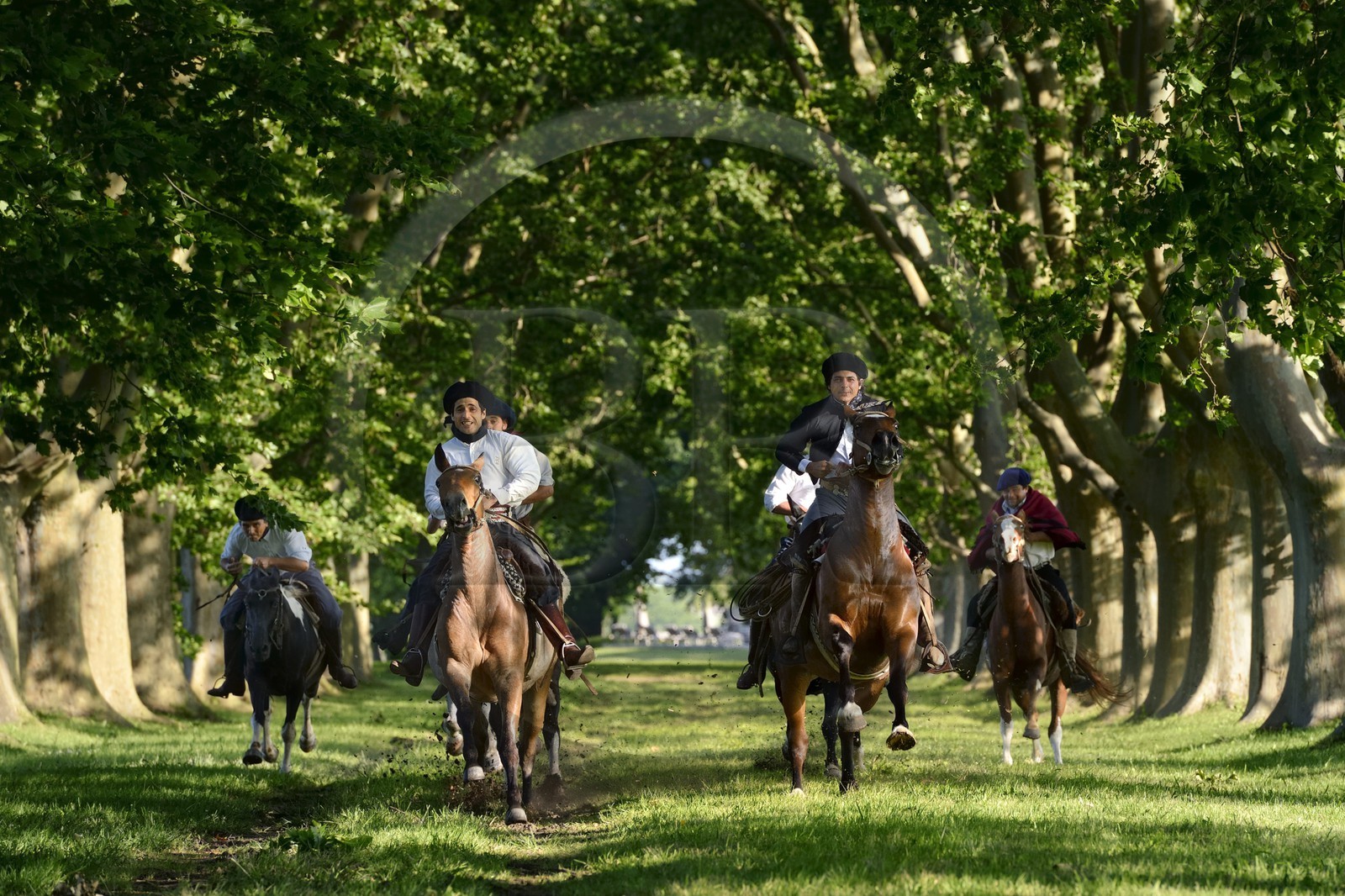 Argentine, province de Buenos Aires, San Antonio de Areco, groupe de gauchos à cheval sous les arbres de l'allée qui mène à l'estancia La Bamba de Areco