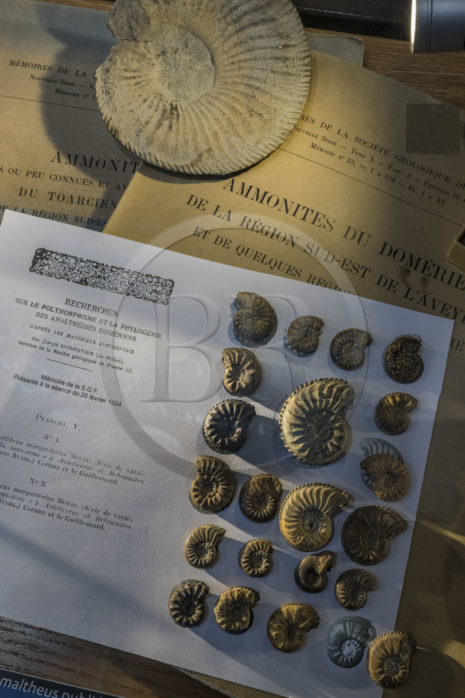 France, Aveyron (12), Millau, musée de Millau et des Grands Causses installé dans l'Hotel de Pegayrolles, ammonites