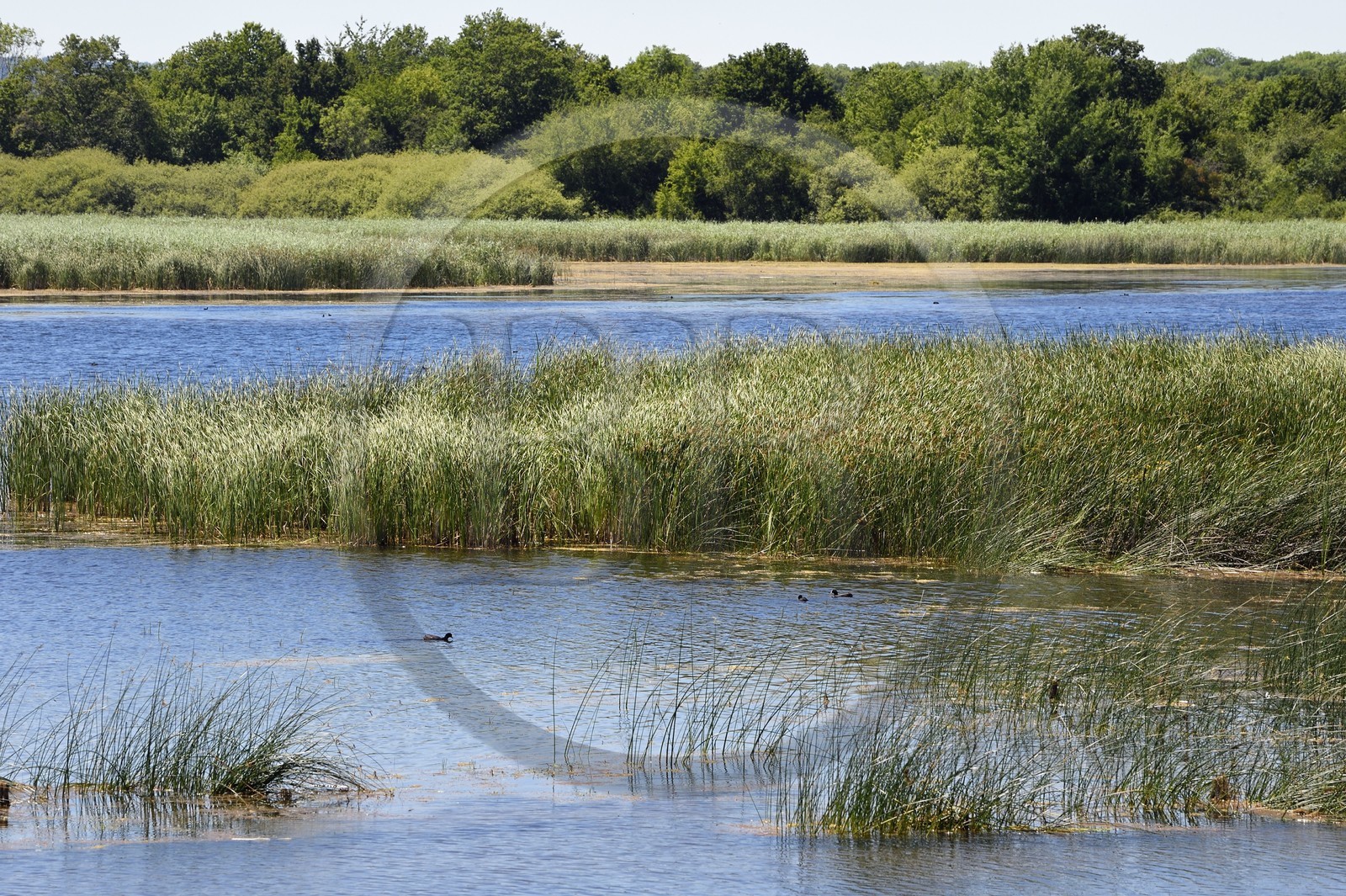 France, Meuse (55), Parc naturel régional de Loraine, Etang de Lachaussée