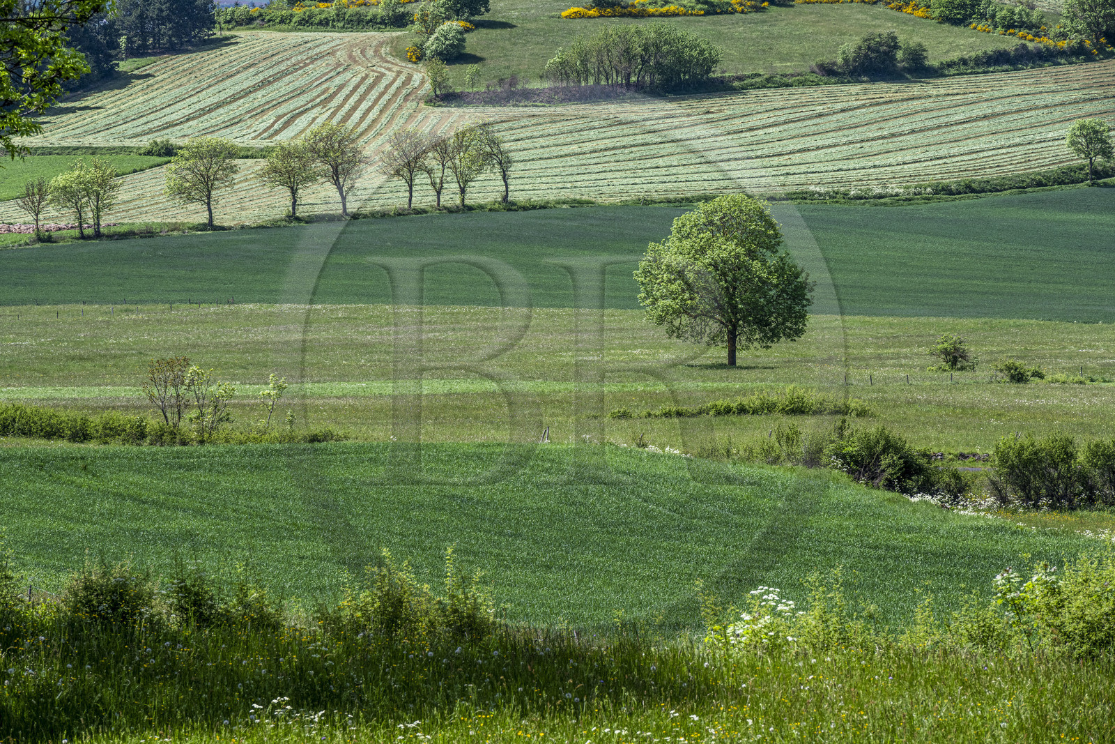 France, Haute-Loire (43), randonnée avec un âne sur le chemin de Stevenson (GR 70), paysage agricole entre Le Monastier-sur-Gazeille et Saint-Martin-de-Fugères