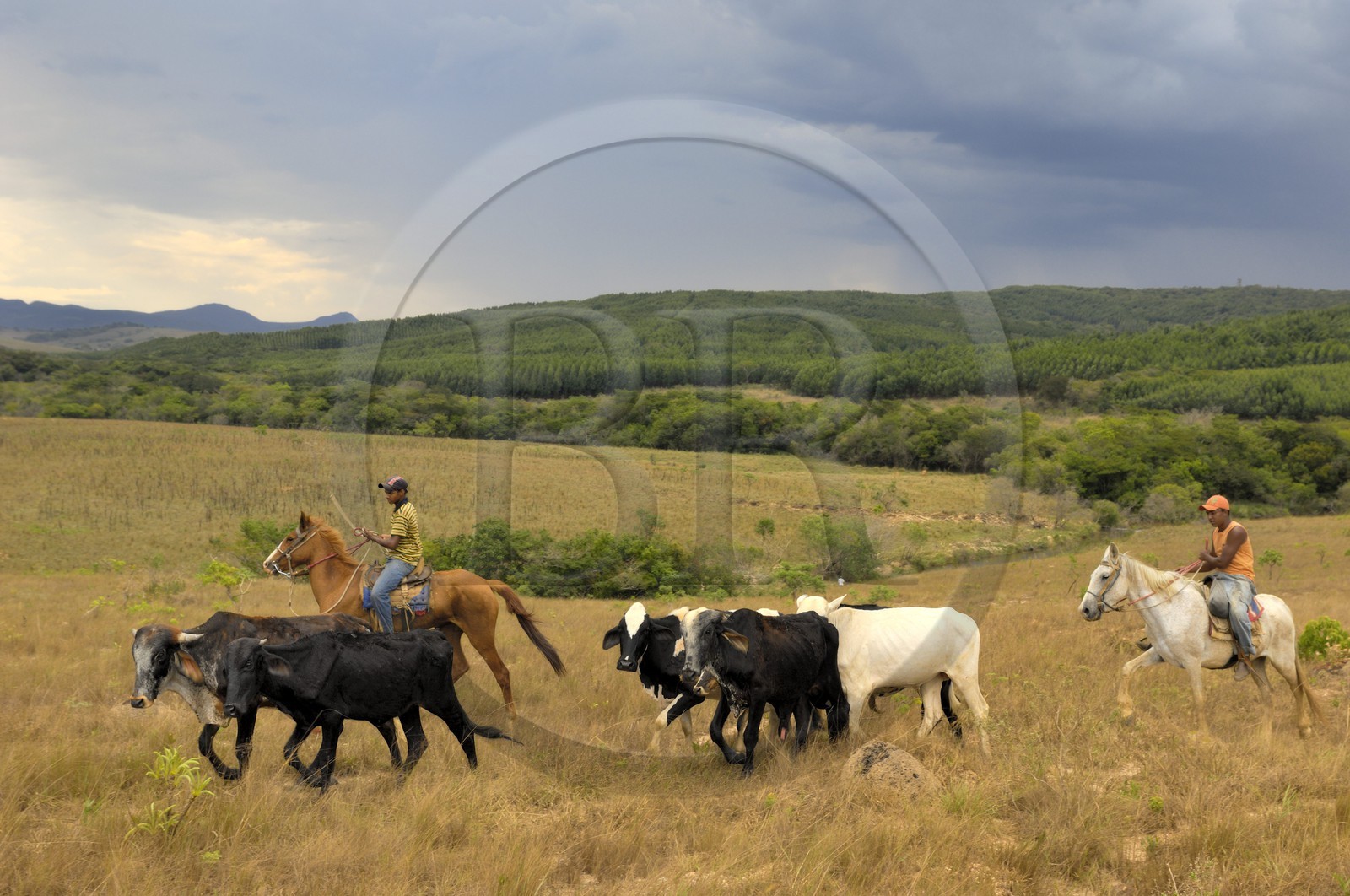 Brésil, Etat du Minas Gerais, région de Carrancas au sud de Sao Joao del Rei, cowboys (Route de l'or, Estrada Real)