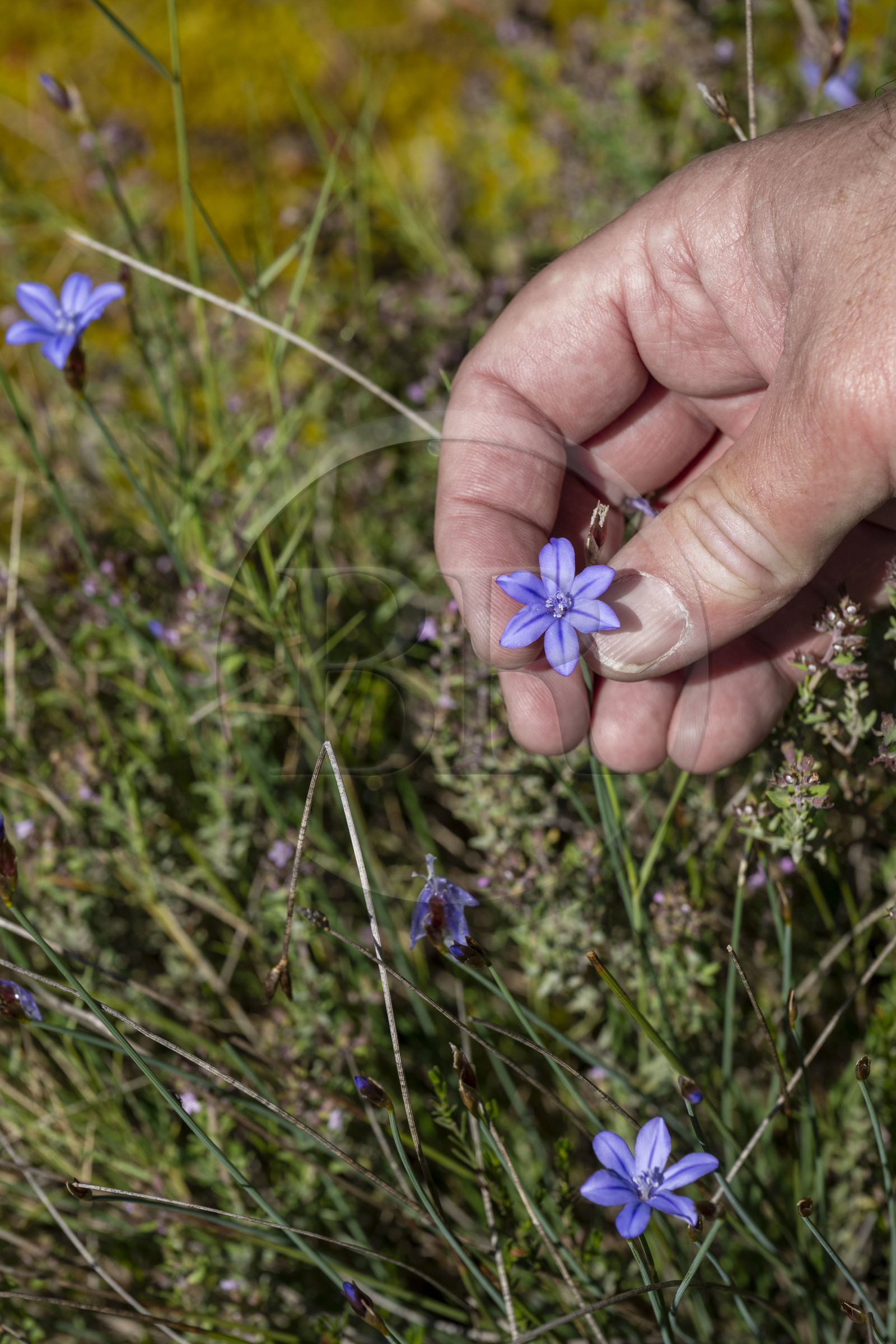 France, Vaucluse (84), Dentelles de Montmirail, Vaison-la-Romaine, aphyllanthe de Montpellier (Aphyllanthes monspeliensis), ou œillet bleu de Montpellier