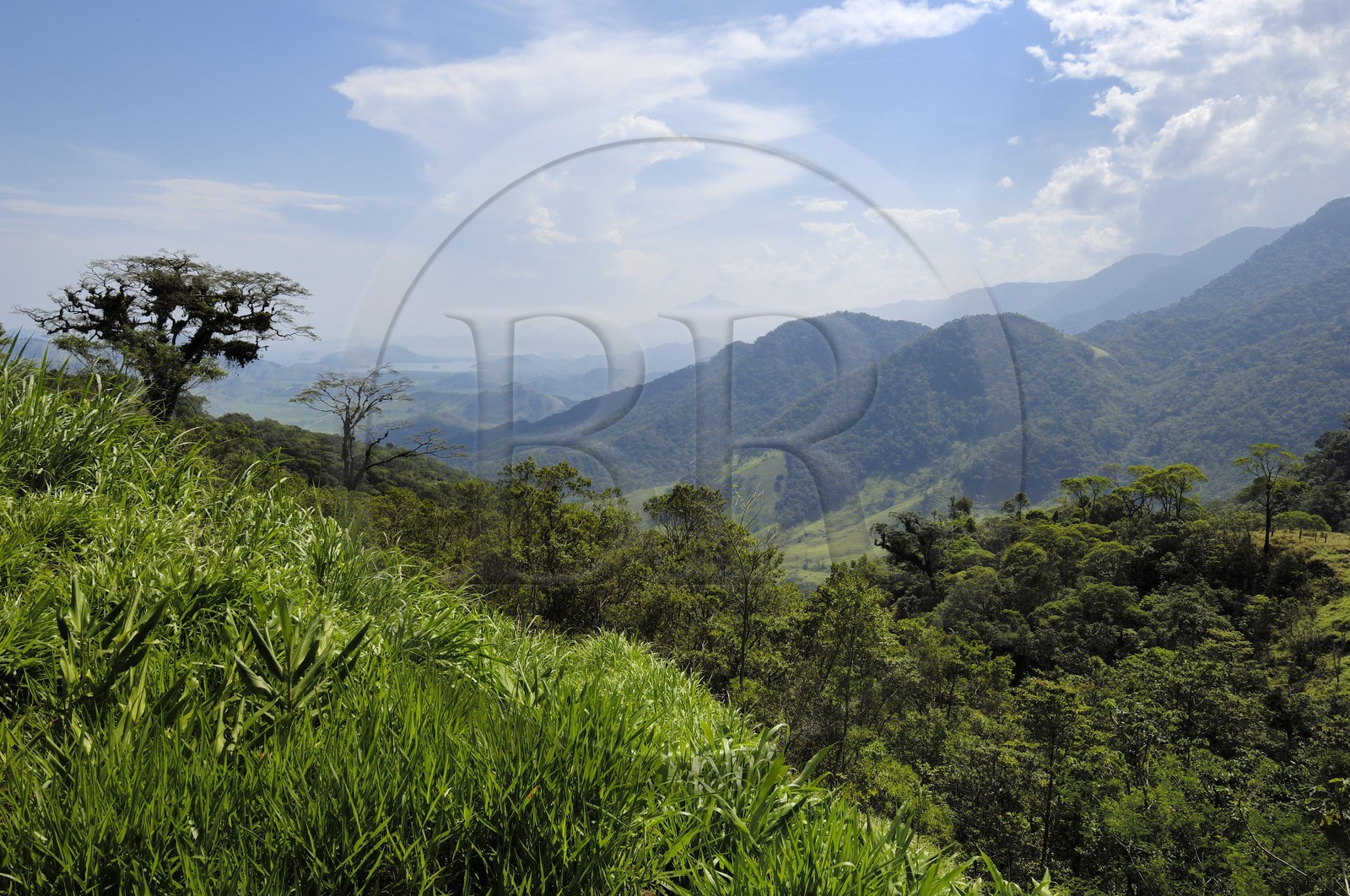 Brésil, Etat de Rio de Janeiro, Parque Nacional de Serra da Bocaina en bordure de la baie de Paraty (Route de l'or, Estrada Real)