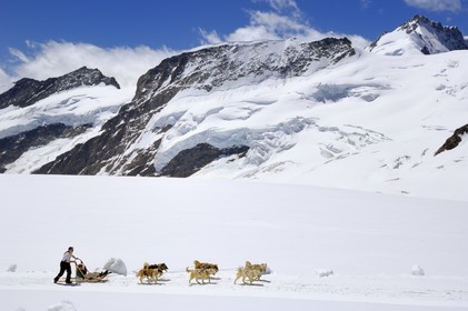 Suisse, Canton de Berne, Oberland bernois, massif de la Jungfrau (3 454 m) dit le toit de l' Europe, classé Patrimoine Mondial de l' UNESCO, chiens de traineaux