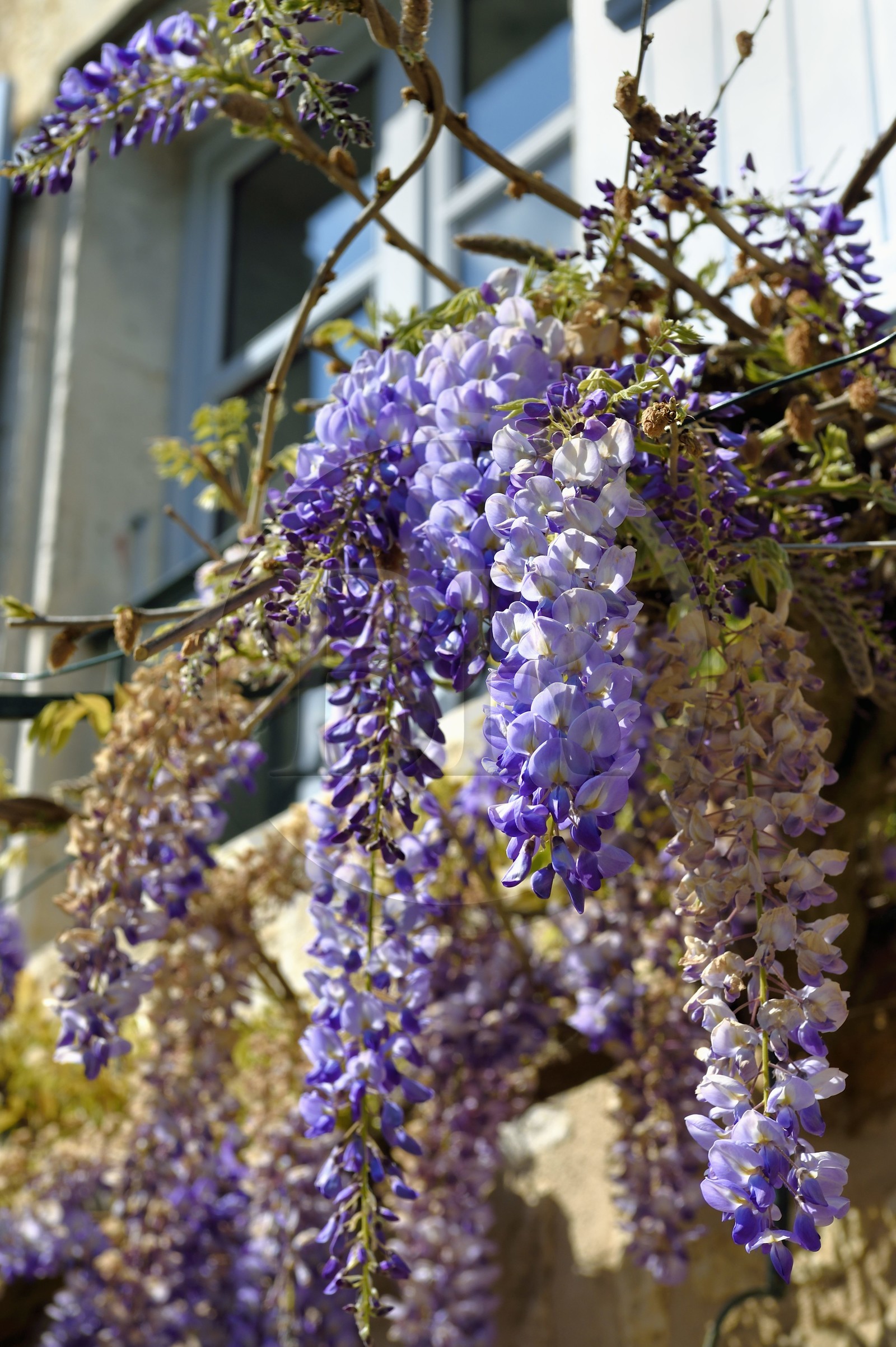 France, Charente, Marthon, wisteria on a traditional house facade