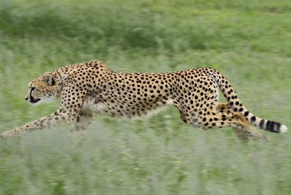 Namibia, Otjiwarongo, Cheetah Conservation Fund, research and education centre, cheetah (Acinonyx jubatus) trained to run to keep fit and healthy
