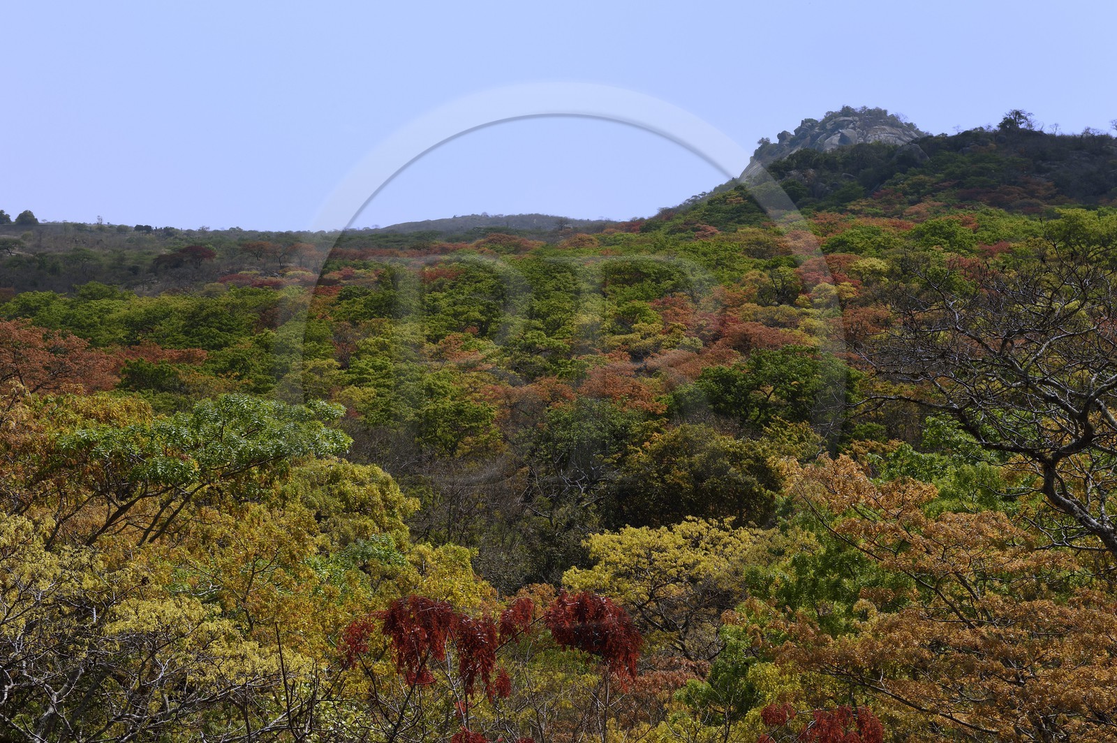 Zimbabwe, province de Masvingo, foret aux abords du site archéologique du Grand Zimbabwe, classé Patrimoine Mondial de l'UNESCO, Xème au XVème siècle, les Ruines de la colline (Hill Complex) en arrière-plan
