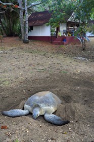 France, Ile de Mayotte, Grande-Terre, Kani-Keli, plage de N’Gouja, le Jardin Maoré, tortue (de mer) verte (Chelonia mydas) recouvrant de sable ses oeufs après la ponte