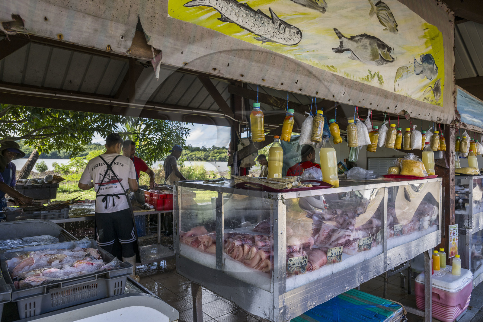 France, Guyane, Kourou, poissonnier sur le port de pêche, vente de la pêche du jour (requin, merou, dorade, machoiran) sur l'étal