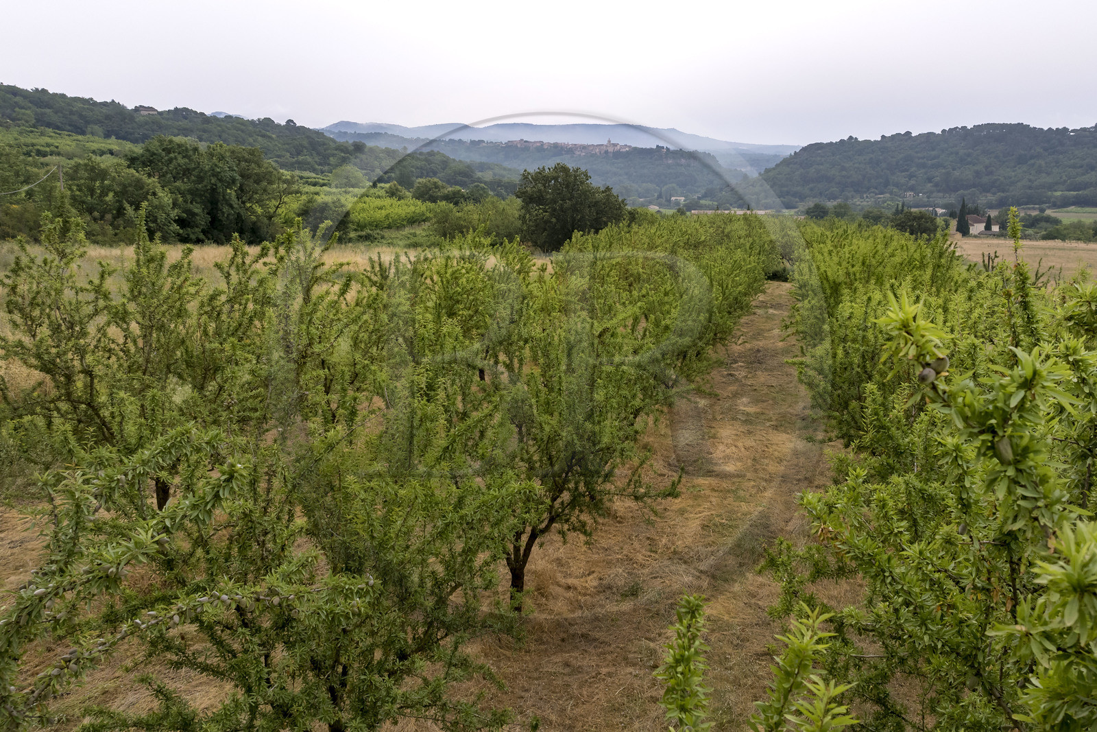 France, Vaucluse (84), Venasque, culture de l'amande par les Frères Silvain, paysans nougatiers, champ d'amandiers ou amanderaie (vue aérienne)