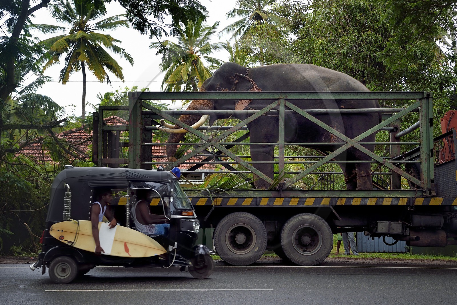 Sri Lanka, Province du Sud, Weligama, un camion transporteur d'éléphant apporte un éléphant à une cérémonie