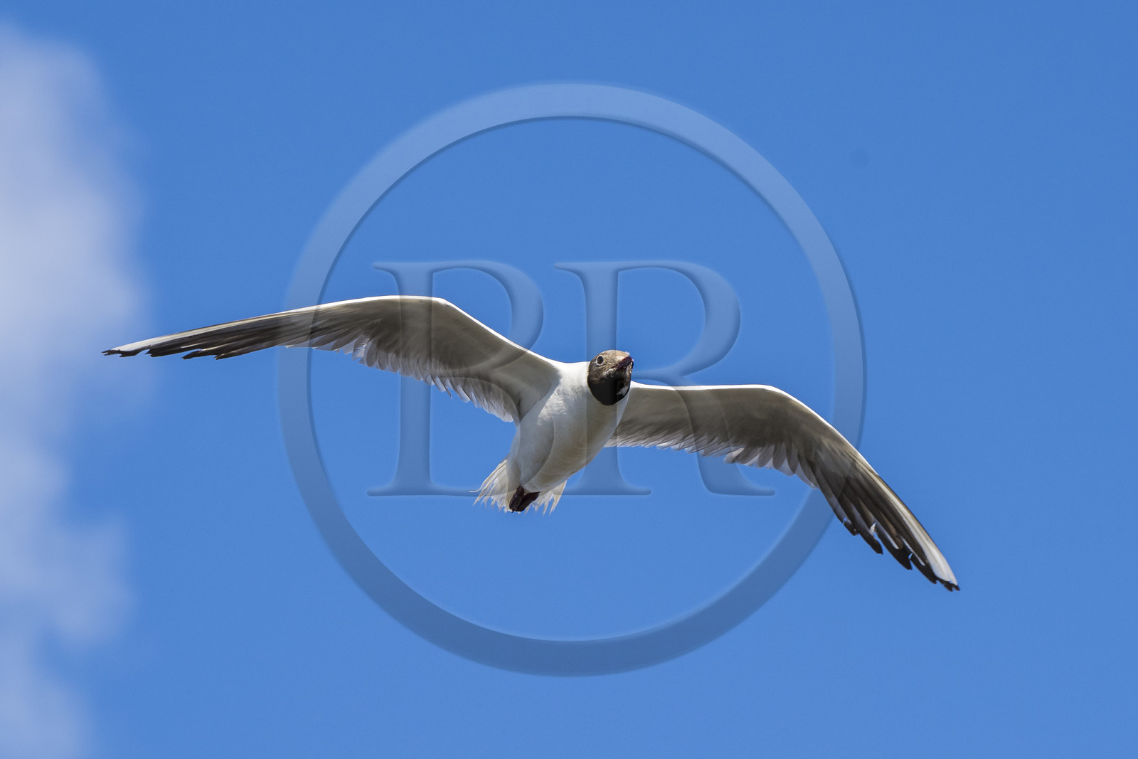 France, Vendée (85), île de Noirmoutier, Barbatre, mouette rieuse (Chroicocephalus ridibundus)